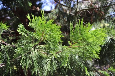 Calocedrus decurrens - pazerav cedrový - větve